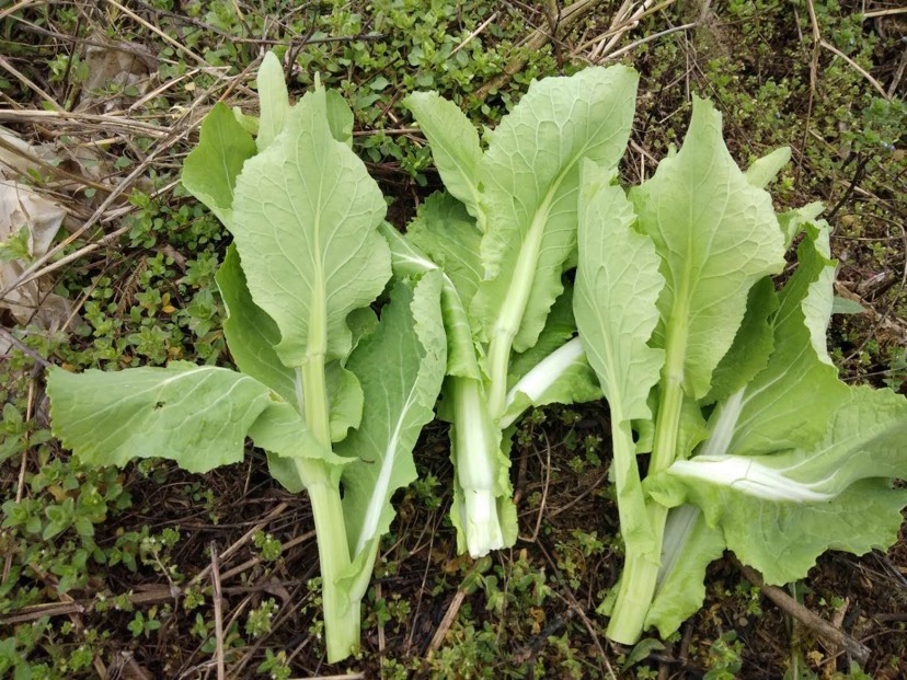  貴州白菜苔