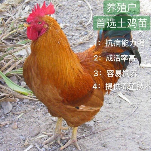南宁 灵山土鸡