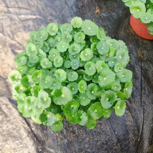 青州市铜钱草盆栽 铜钱草