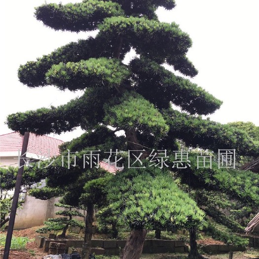 长沙 罗汉松  基地优价供应多种规格造型罗汉松 罗汉松毛胚 小苗