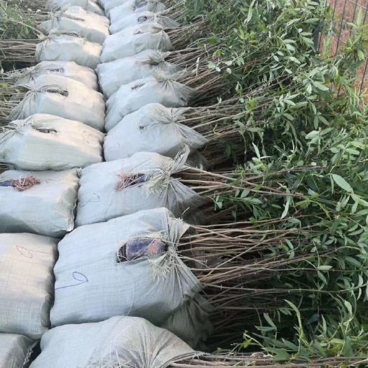 九叶青花椒苗，大小规格均有，基地直供货源，品种质量有保证。