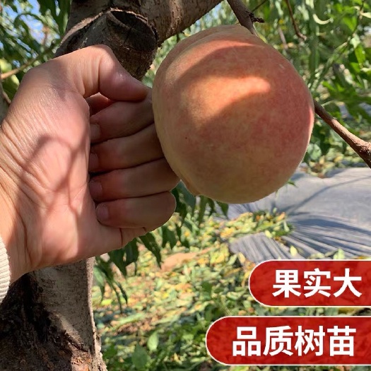 平邑县水蜜桃苗 小店新开空前优惠欢迎骚扰