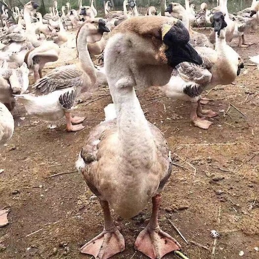 沭阳县 狮头鹅苗  大种鹅苗  皖西白鹅苗  土鹅苗疫苗已注射