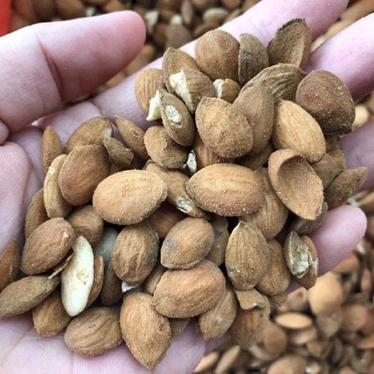 玉林 桃仁 源头批发