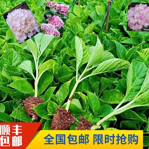 50棵起订顺丰包邮云南无尽夏绣球种苗 八仙花绣球种苗 扦插