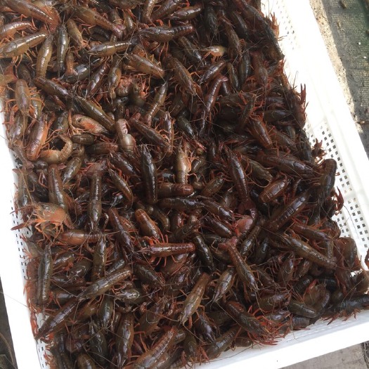 鱼台县小龙虾苗  可以运输到黑龙江等地区的龙虾苗，保证成活率