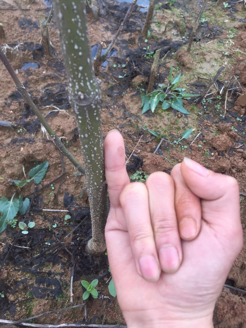 吴茱萸苗 长期出售江西中花吴茱萸扦插苗，保质保量，量大可来基地参观选苗