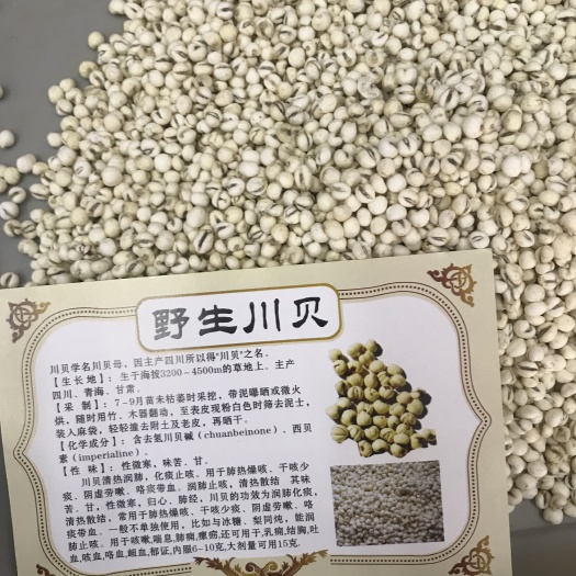 川贝母  正宗川贝 非浙贝平贝本店所有产品都是实拍照片 。