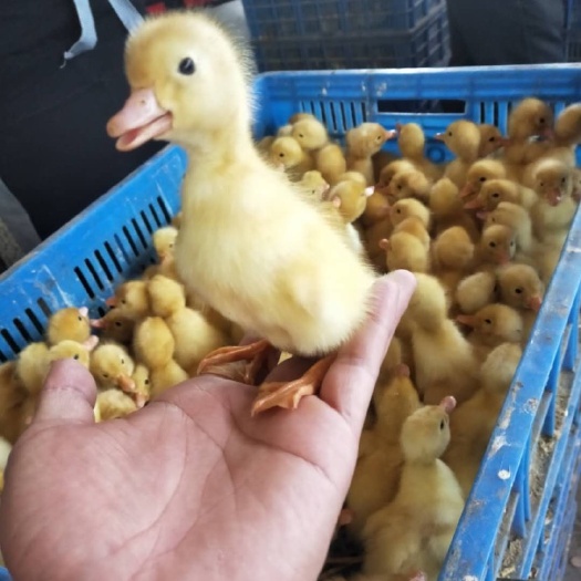 南宁 桂柳白鸭苗