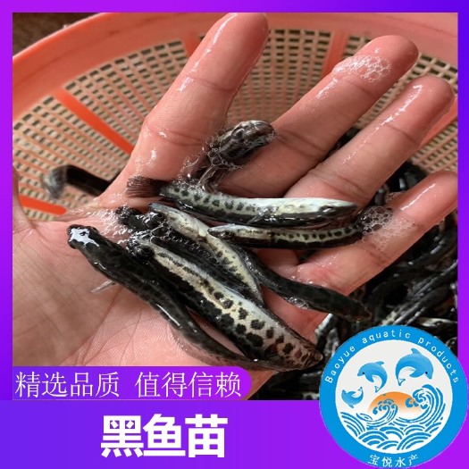 广州 黑鱼苗 生鱼苗 乌鱼苗大量供应