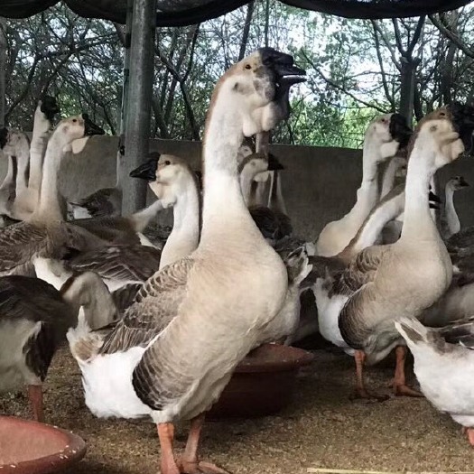 南宁狮头鹅苗  汕头狮头鹅、超大种狮头鹅、