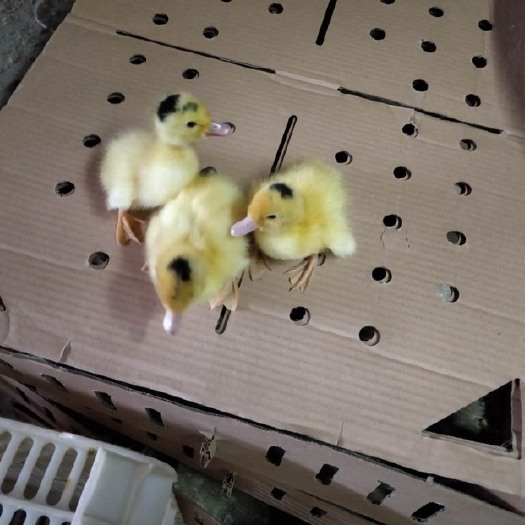 南宁 一点头鸭苗