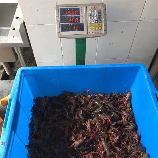 宜章县清水小龙虾 4之9 人工养殖