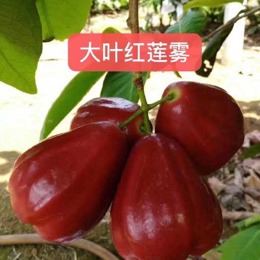 灵山县 大叶红莲雾苗黑金刚莲雾苗正品嫁接苗当年结果地栽盆庭院种植