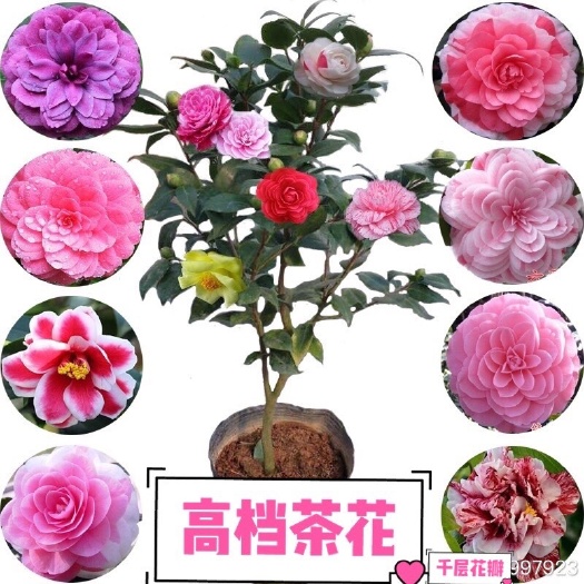 上海七彩茶花！香妃山茶花树苗！带花苞、耐寒、耐旱、四季开花