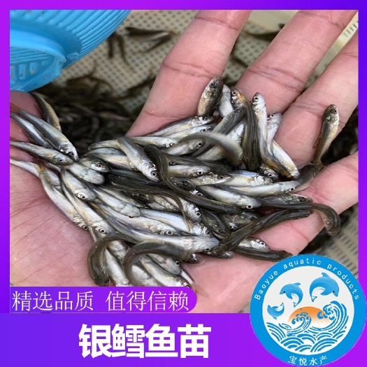 广州 淡水大鳞鲃银鳕鱼苗 银鳕鱼苗供应 价格实惠