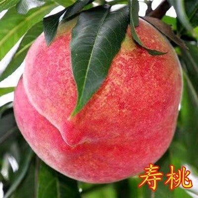 泰安嫁接桃树苗 中华福桃 冬雪蜜桃1