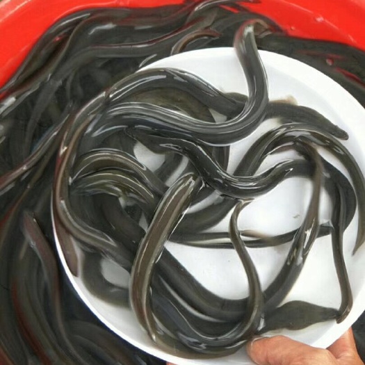 广州 鳗鱼苗、鱼、精品鳗鱼