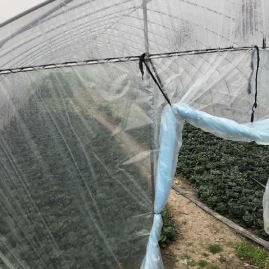 无锡蔬菜大棚 本地新鲜种植蔬菜