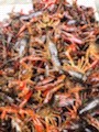 潜江市青红虾 4-6青虾