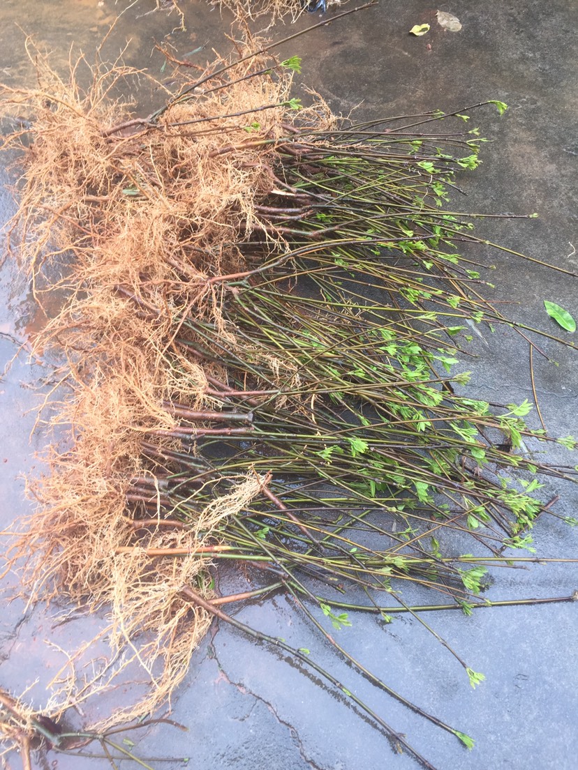吴茱萸苗 长期出售江西中花吴茱萸扦插苗，保质保量，量大可来基地参观选苗