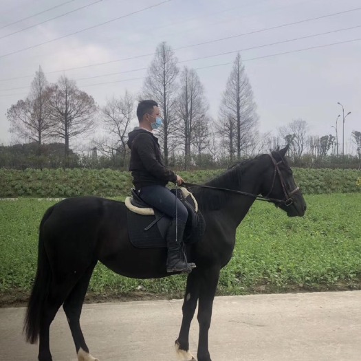 杭州 温血母马
