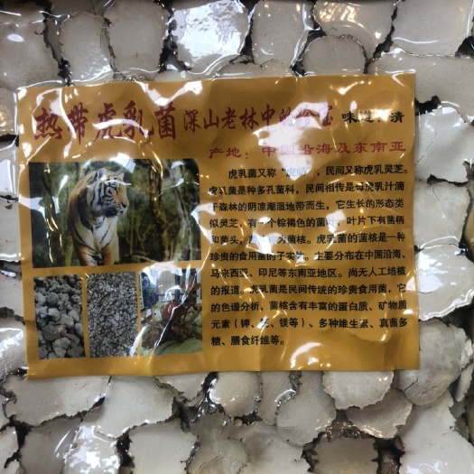 玉林虎奶菇 虎乳菌