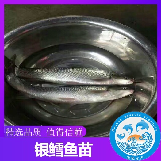 广州 银鳕鱼苗 养殖基地直销 价格实惠