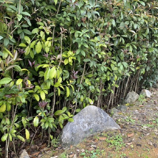 阳朔县桂花树苗 大量供应八月金桂苗