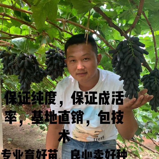 昌黎县蓝宝石葡萄苗  免费提供技术，保证纯度 基地直销 可实地考查