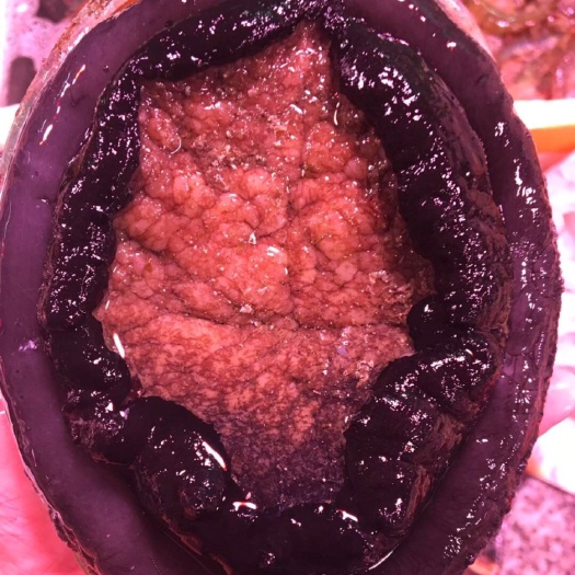 漳浦县绿盘鲍 4头鲍
