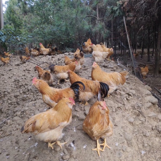 南宁胡须鸡苗 黄脚土鸡苗精神活跃 包路埙已打疫苗 包售后