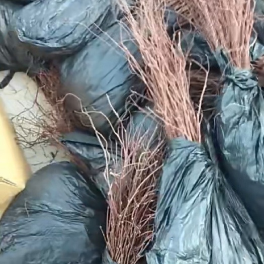 凤城市 凤城出售五味子苗买多可以优惠