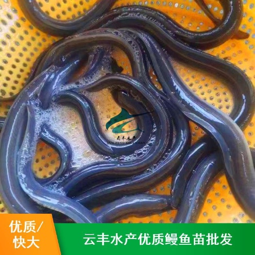 广州鳗鱼苗  优质 苗 日本 欧洲