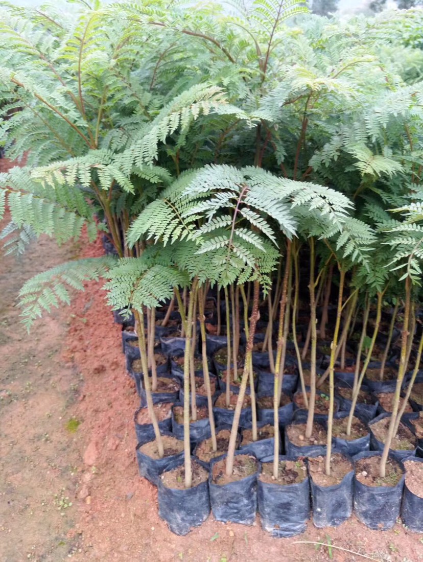 普宁市凤凰木袋苗1米 1.8 2米高杆直根系发达 浅根性生长迅速