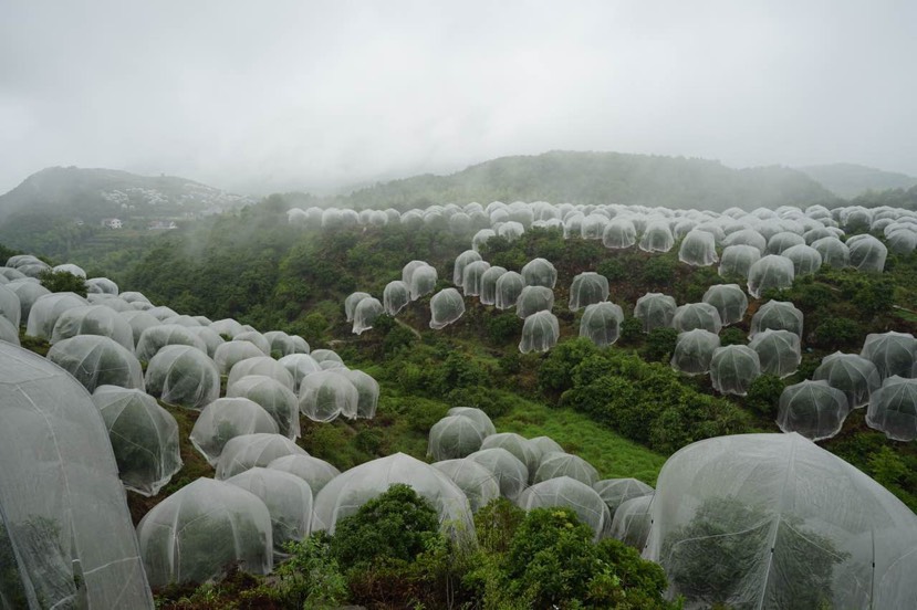 杨梅网罩 加厚农用防虫网 果树防虫网 脐橙防虫网罩 猪厂防蚊