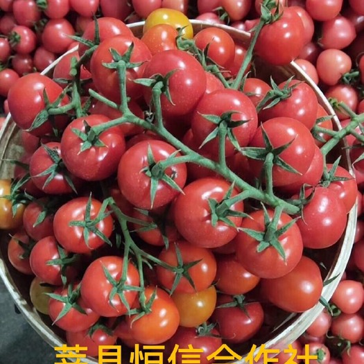 莘县 圣女果供应 货源充足