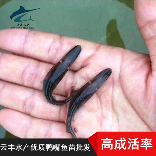 广州优质鸭嘴鱼苗 基地直供 质量保证 量大从优