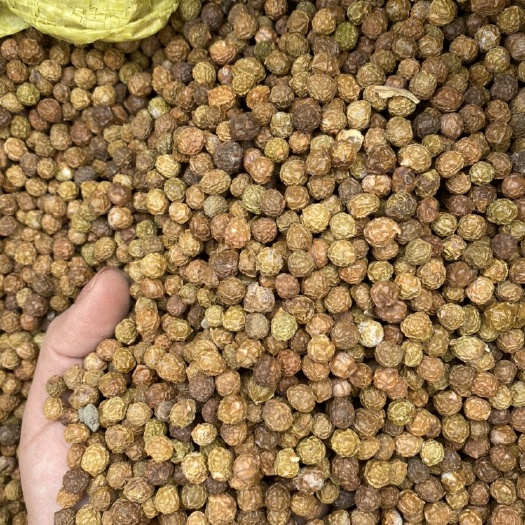 菏泽青桐 0.5米以下