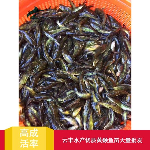 广州优质杂交黄骨鱼苗 全雄性黄骨鱼苗 黄颡鱼苗