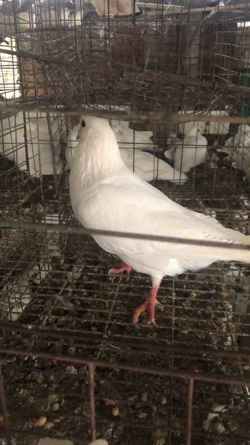 广州肉鸽  长期大量出售淘汰老鸽，乳鸽新鲜宰杀可自提，可物流，欢迎前来咨