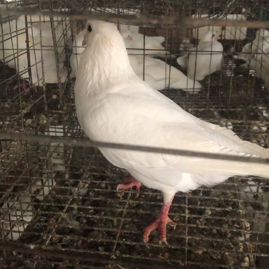 广州肉鸽  长期大量出售淘汰老鸽，乳鸽新鲜宰杀可自提，可物流，欢迎前来咨