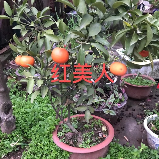 金华红美人柑桔苗 红美人挂果