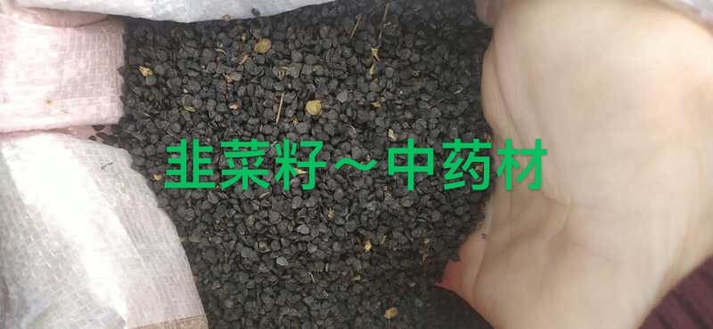 韭菜种子 散装