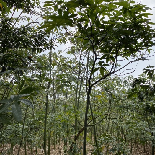 廉江市 发财树，大量出售发财树，独杆发财树，