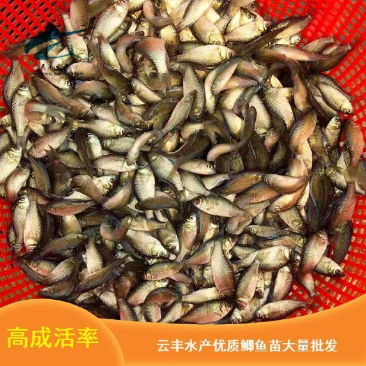 广州优质鲫鱼苗 中科三号鲫鱼苗 湘云鲫鱼苗 澎泽鲫鱼苗