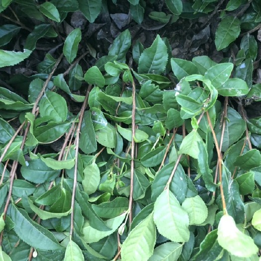 雅安福云六号茶树苗 0.5米以下 独本苗