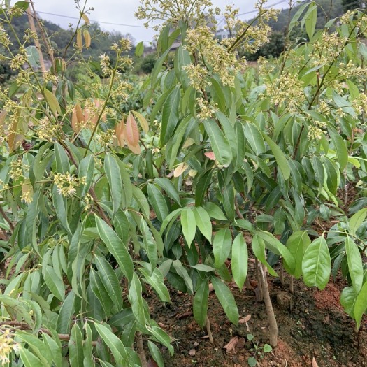 灵山县 无核荔枝苗