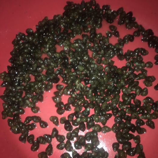封开县鱼塘薄壳石螺