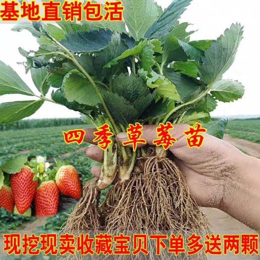 平邑县 章姬草莓苗盆栽四季草莓苗南北方阳台种植脱毒奶油草莓苗当年结果